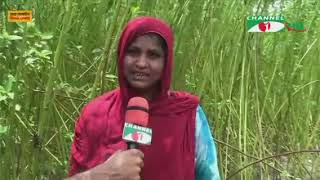 জাজিরাতে রবি ১ জাতের পাটের আবাদ