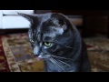 Pussy Licking Galore Sony RX100 Test Video
