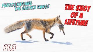 The Photo of a Lifetime - Alaska 's Denali Hwy | A Wildlife Photographer’s Journey Pt.3