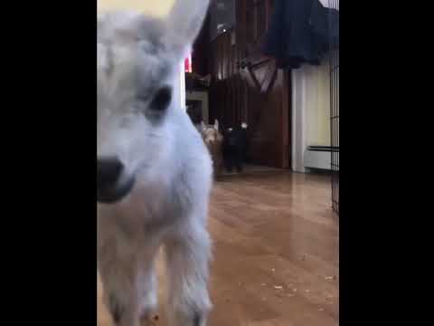 Cute pet goat #Shorts #Tiktok #pet #goat #cutie #cute