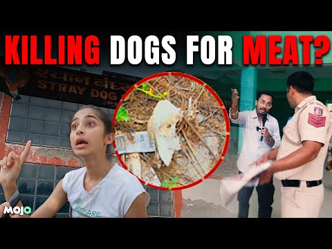 Skull, Bones at Dog Shelter, Huge Protests after allegations of dogs killed for meat I Mojo Report