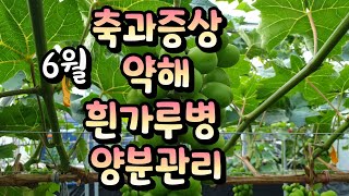 샤인머스켓 6월 현장사례 공유 2번째