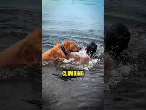 His Dog Wouldn't Let Go Of Him In The Water...