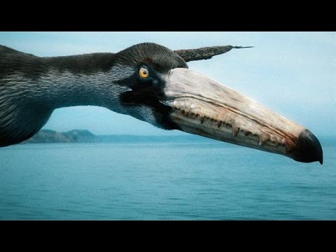 YouTube video about: Which bird can carry the most weight?