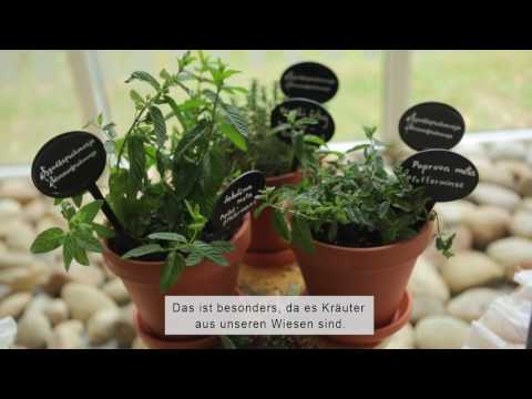 Massage mit Wiesenkrautern aus Prekmurje