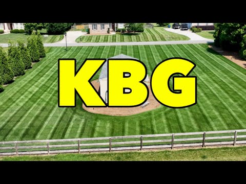 Best Thing About Kentucky Bluegrass