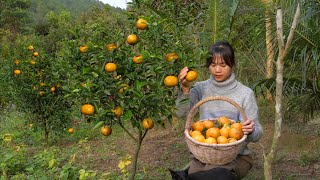 Harvesting oranges in the garden. Make jam from oranges. Taking care of the orange garden