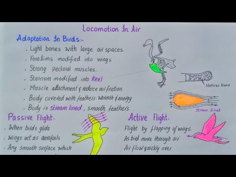 Locomotions in air | passive flight and active flight| class | class 12
