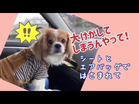 ワンワンU・x・Uお悩み相談室5️⃣7️⃣〜福井市「ティモンくん」#後部座席のシートベルト着用は前席の人の命も守る🎽🤝💝