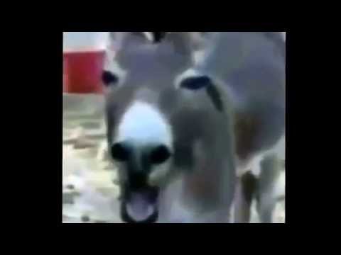 Damian regalado hiede vivo