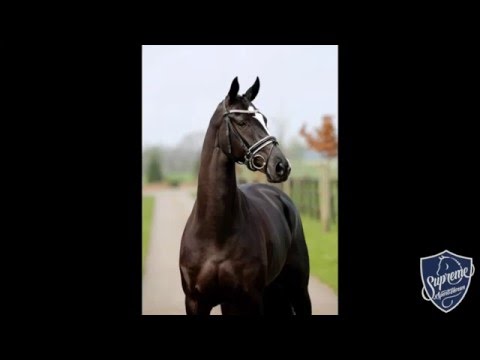 2011 Mare by Floriscount x Sugunas x Warkant