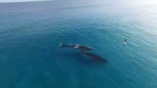 Ataraxia - Aperlae (Video con ballenas)