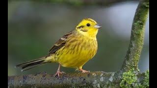 Yellowhammer 1h bird sound