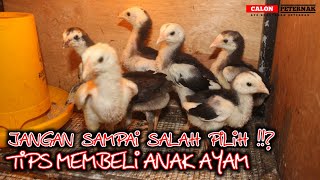 Download lagu Tips penting sebelum membeli anak ayam !!!! Cara memilih anakan ayam yang bagus & sehat mp3