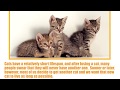 TOP 10 LONGEST LIVING CAT BREEDS