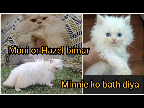 Aj Moni or Hazel bimar ho gain - Choti Minnie ko bath dia - mere fluff balls MashAllah - Persian cat
