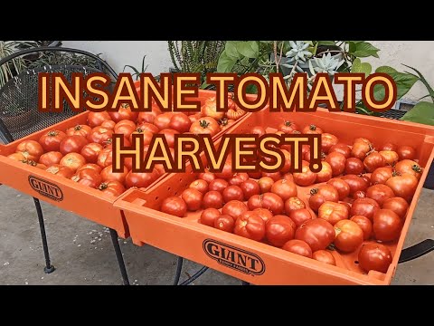 Insane Tomato Harvest!