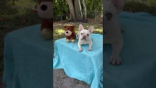 Video preview image #1 French Bulldog Puppy For Sale in Weston, FL, USA