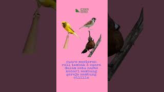 Download lagu masteran 3 lagu dalam satu nafas murai batu #masteran #masteranburung #masteranmuraibatu #muraibatu mp3