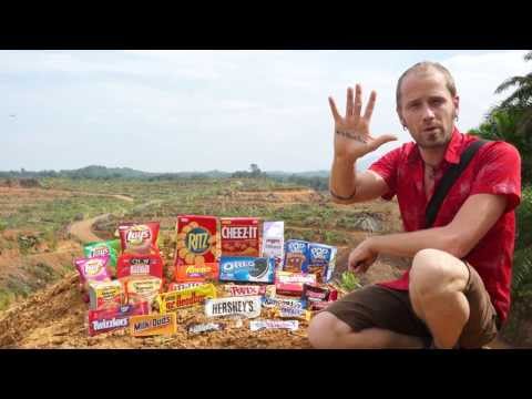 What Does Conflict Palm Oil Look Like in Indonesia?