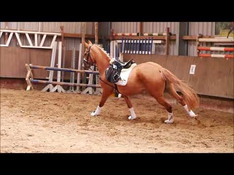 3j Stute v. Dating AT