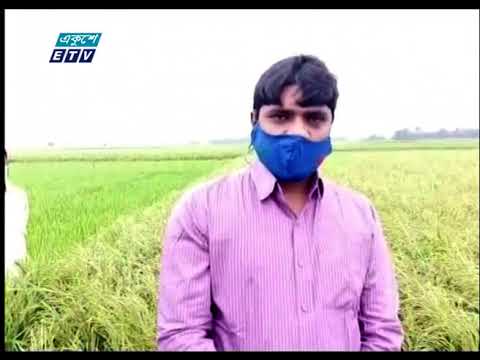 জিংক সমৃদ্ধ চালের ভাত রোগ প্রতিরোধ ক্ষমতা বৃদ্ধি করে