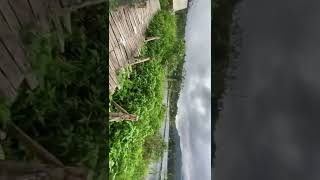 Download lagu Situ Patenggang Lake mp3