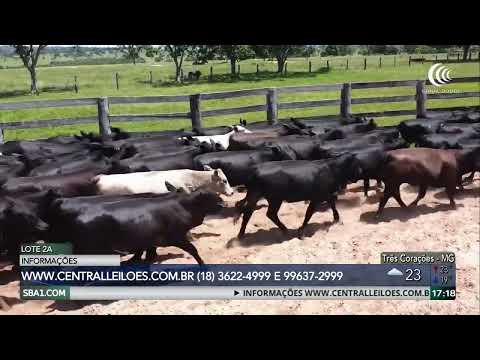 Sábado com oferta especial de gado de corte da Bahia e de Mato Grosso do Sul no Canal do Boi