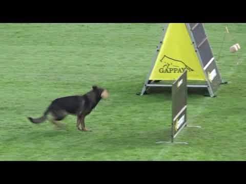 2019 WUSV IGP  WM in Modena 81 RUS‐5 YURY LYSENKOV  BUTTON VIKAR M