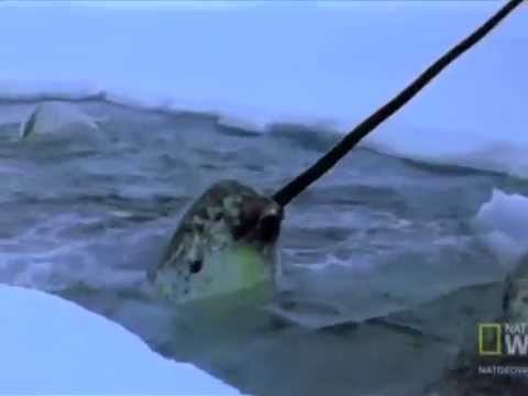 Narwhal: The Story of an Arctic Whale