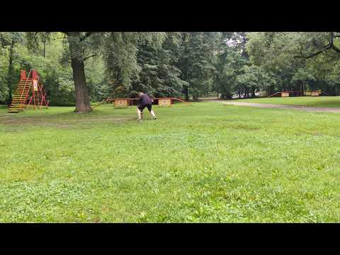 appenzeller sennenhund training of easy commands (puller work)