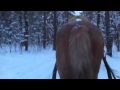 Horse Ass