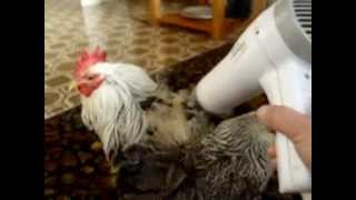 preview picture of video 'Pekin Bantam Chickens - after a bath'