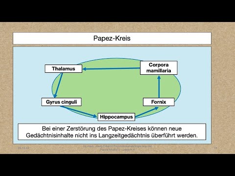 Modul 5 Lektion 2-4/4: Anatomie: das Myelon, PNS, Papez Kreis und limbisches System.