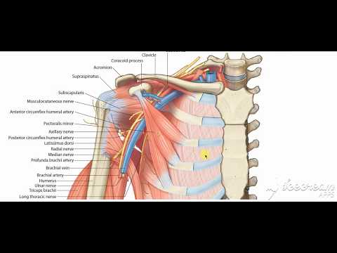 Pectoralis minor 4