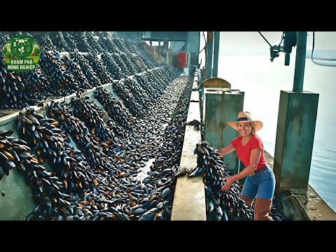 Mussel Farms In New Zealand – How They Raise & Harvest Billions With Super Modern Techniques!