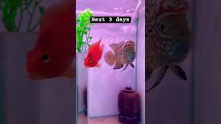 Download lagu Rawat ikan Anda #hobiikan #flowerhorn #kamfa #ikanlouhan #kamfathailand #pecintaikan #viral #kamfaf2 mp3 Download lagu Rawat ikan Anda #hobiikan #flowerhorn #kamfa #ikanlouhan #kamfathailand #pecintaikan #viral #kamfaf2 mp3