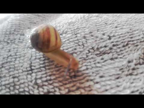 Hugo L'escargot mon poto ...!!!