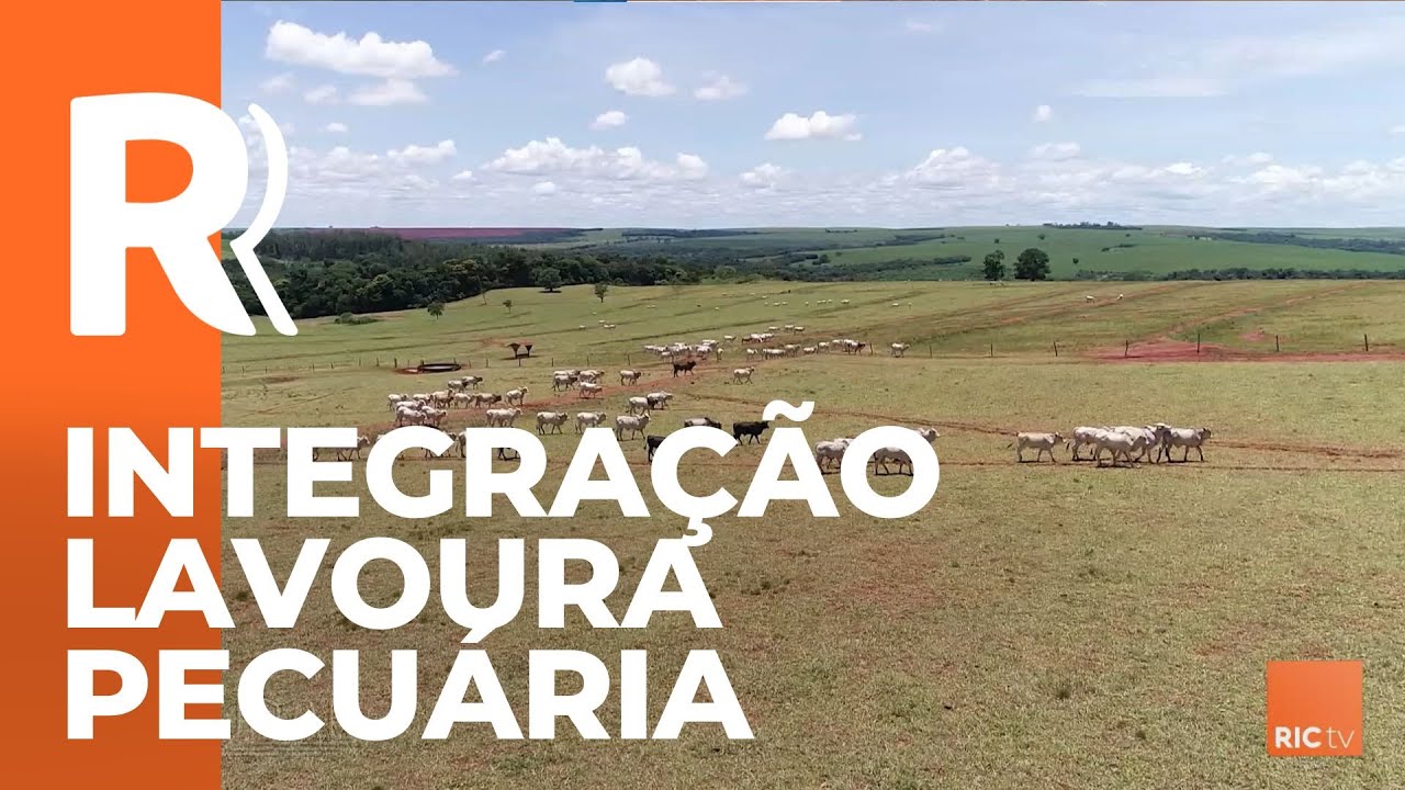 Eficiência da integração lavoura pecuária