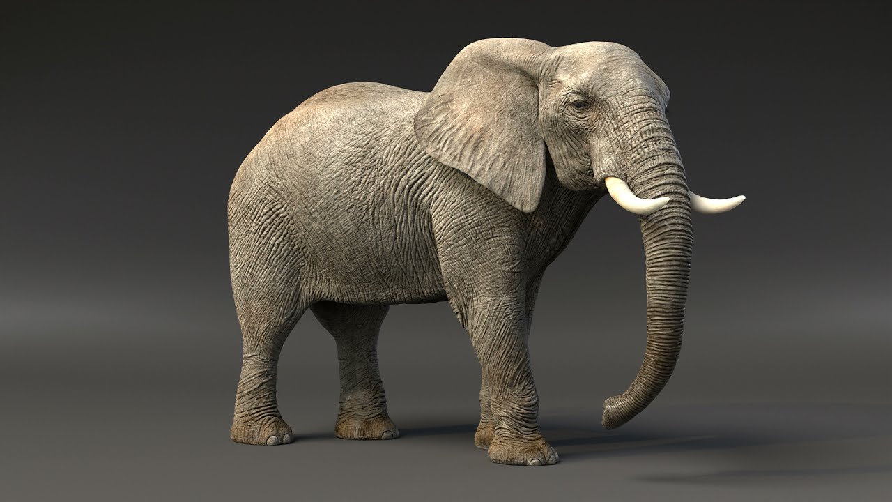 African Elephant Rigged Animated 3D Model