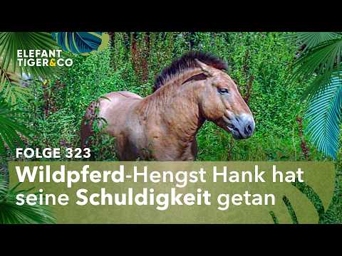 Wildpferd Hank muss ausziehen (Folge 323) | Elefant, Tiger & Co. | MDR