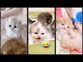 Funny Cats 2025 Funny Cat Videos WeAreCats 3416