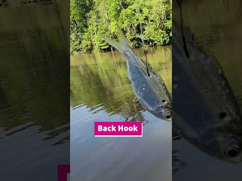 3 ways to Hook Live Shad. LiveScope View