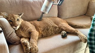 Эта пума слишком ленива, чтобы уйти с дивана. Месси рычит, но терпит всё это..!|