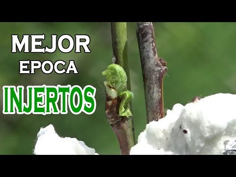 The Best Time to Graft Fruit Trees and Proper Technique | Tutorial and Demonstration: Tips and Tr...