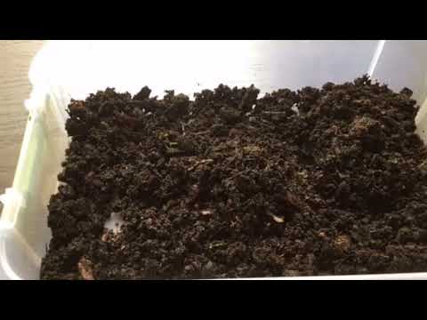 Worm time lapse