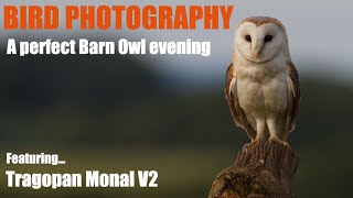 BIRD PHOTOGRAPHY. Barn Owls. A perfect evening behind the lens. featuring Tragopans Monal V2 Hide