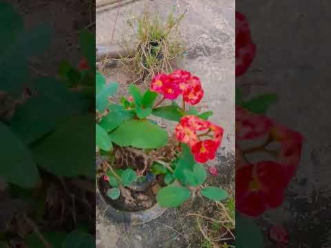 Flowers who knows this flowers name comment me🤔