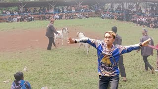 Download lagu SENI KETANGKASAN ADU DOMBA GARUT.JALAN - JALAN DI PAMIDANGAN CIKAWATI || FANS BUDAYA SUNDA mp3