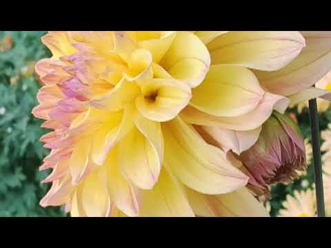 Beautiful flowers 🌹🌸🌹🌸